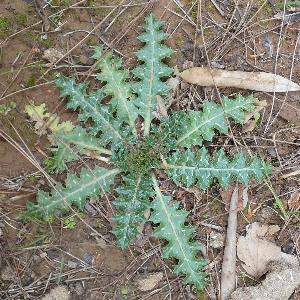 Scolymus hispanicus (2)