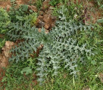 Scolymus hispanicus (3)