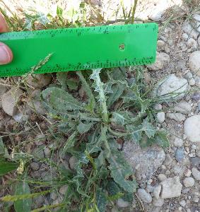 Scolymus maculatus (1)