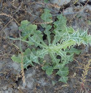 Scolymus maculatus (2)