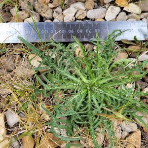 Scorzoneroides autumnalis (1)