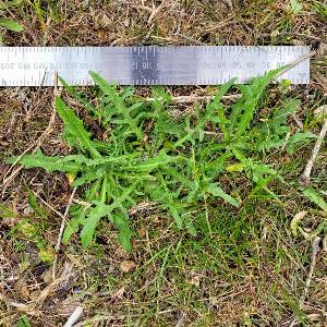 Scorzoneroides autumnalis (2)