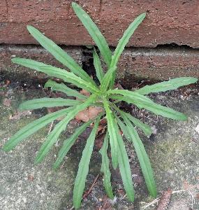 Senecio inaequidens (2)