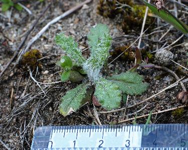Senecio vernalis (1)