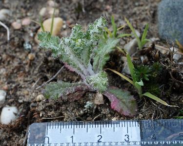 Senecio vernalis (2)