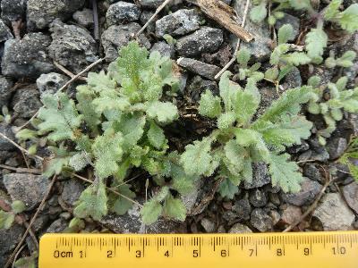 Senecio viscosus (1)