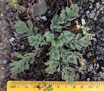 Senecio viscosus (2)