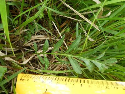 Serratula tinctoria (1)