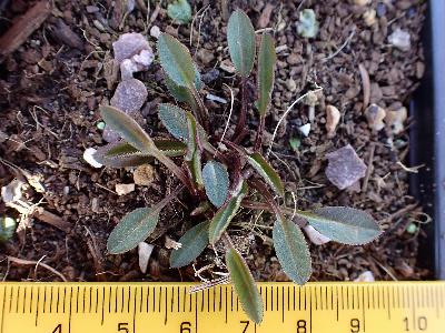 Serratula tinctoria (2)