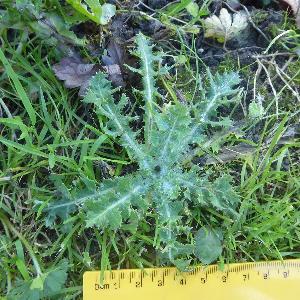 Sonchus asper