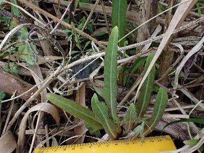 Sonchus palustris (1)