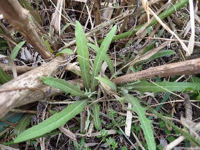 Sonchus palustris (2)
