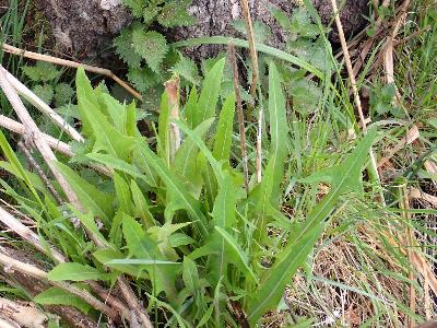 Sonchus palustris (3)