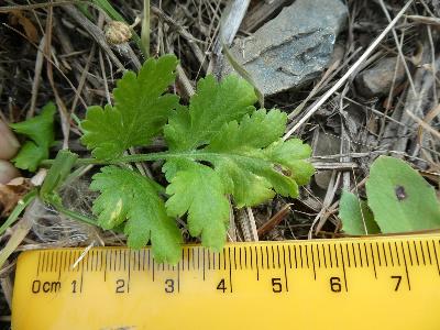 Tanacetum parthenium