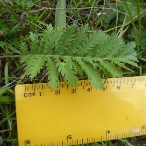 Tanacetum vulgare (1)