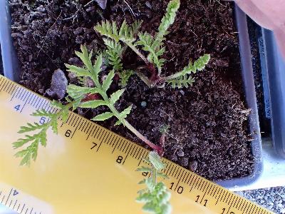 Tanacetum vulgare (2)