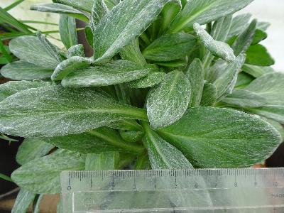 Tephroseris integrifolia subsp maritima