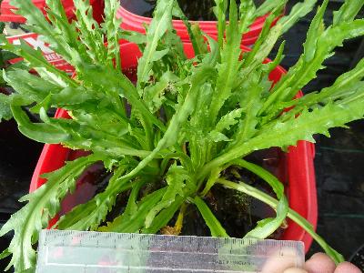 Tephroseris palustris