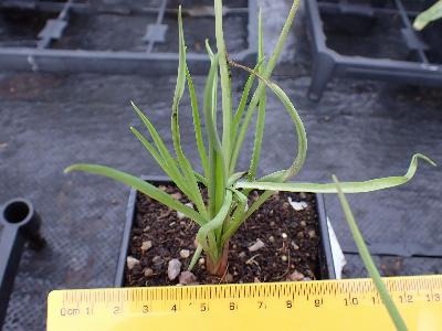 Tragopogon porrifolius