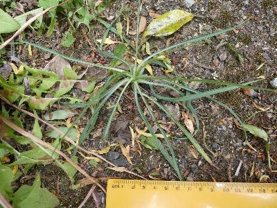 Tragopogon pratensis