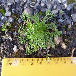 Tripleurospermum inodorum