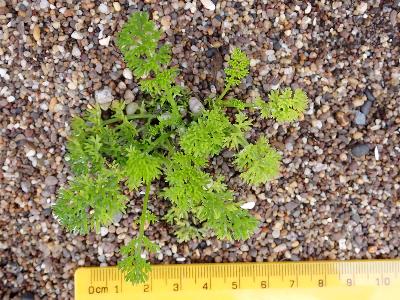 Tripleurospermum maritimum
