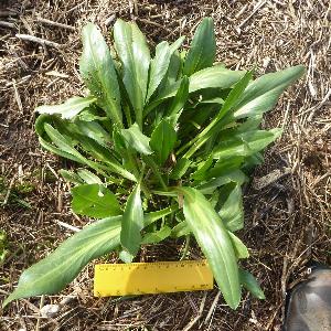 Tripolium pannonicum