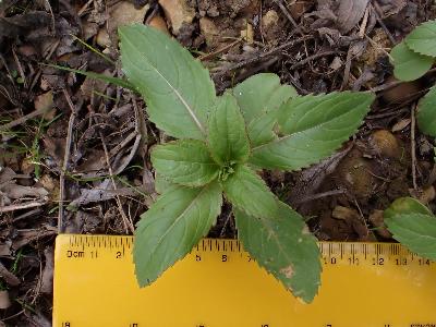 Impatiens glandulifera