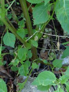 Impatiens parviflora (1)