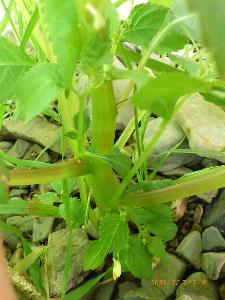 Impatiens parviflora (2)