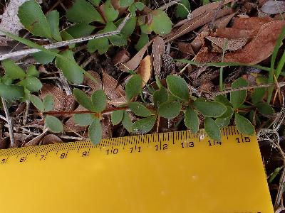 Berberis aggregata (1)