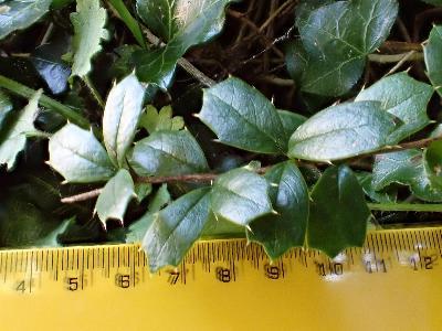 Berberis darwinii (1)