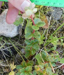 Berberis darwinii (2)