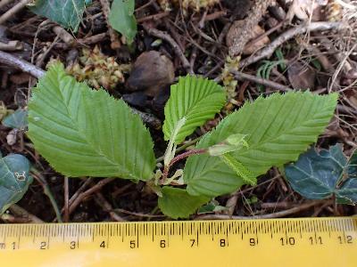 Corylus colurna