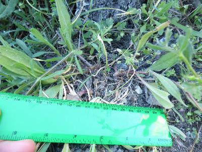 Asperugo procumbens (1)