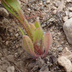 Asperugo procumbens (2)