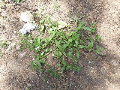 Asperugo procumbens (3)