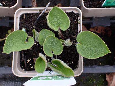 Brunnera macrophylla (2)