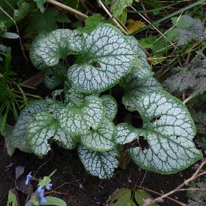 Brunnera macrophylla (3)