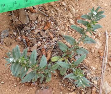 Buglossoides arvensis (1)