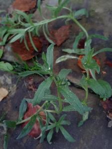 Buglossoides arvensis (2)