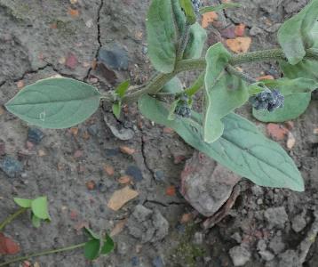 Cynoglossum amabile (1)