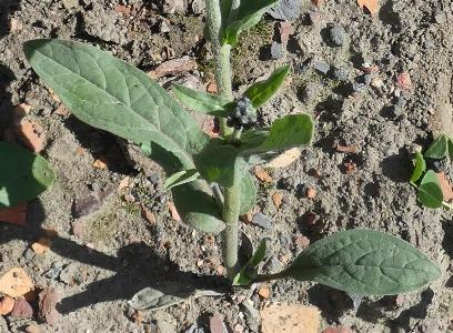 Cynoglossum amabile (2)