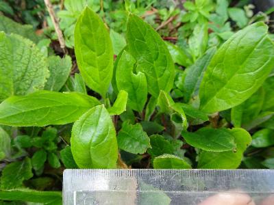 Cynoglossum germanicum (1)