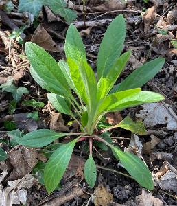 Cynoglossum germanicum (2)