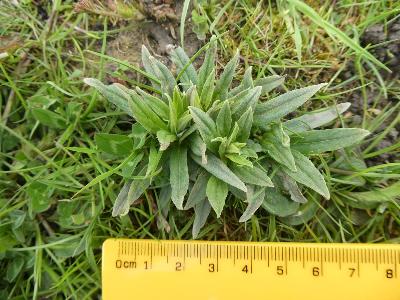Lithospermum officinale (1)