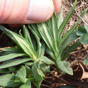 Lithospermum officinale (2)