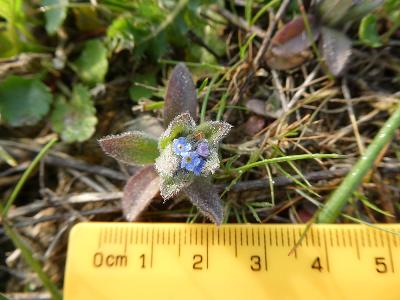 Myosotis ramosissima