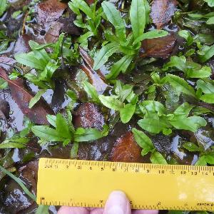 Myosotis scorpioides