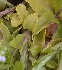 Myosotis stolonifera